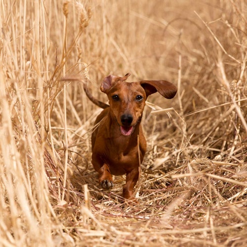 Paws&Patch GELENK GEFÄHRTE 120g Junior & Adult