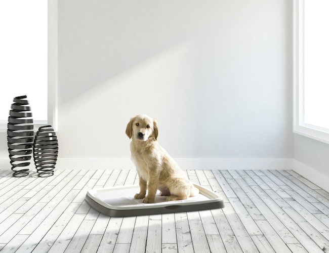 SAVIC Puppy Trainer Kit L