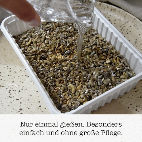 GimCat Hydro-Gras 150g Nahrungsergänzung für Katzen