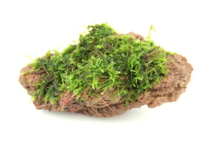 Moosstein 7 x 4 x 5 Centimeter