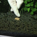 Vorschaubild JBL PROFLORA 7 + 13 Kugeln