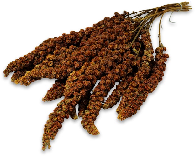 JR FARM Kolbenhirse rot 500g Vogelsnack