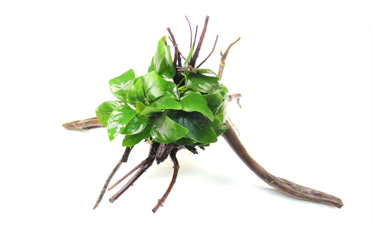 Anubias barteri var. Nana