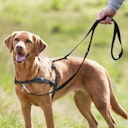 Vorschaubild TRIXIE Lead'n'Walk Erziehungsgeschirr für Hunde schwarz