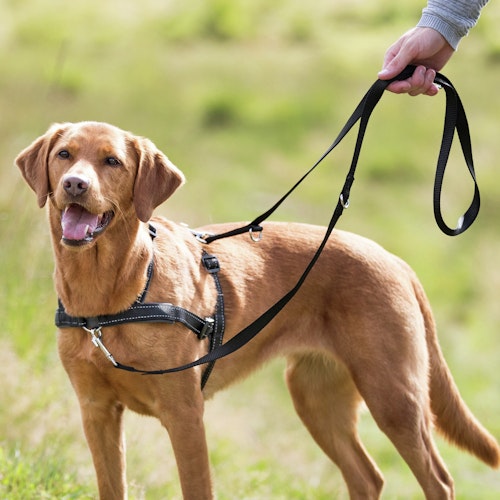 TRIXIE Lead'n'Walk Erziehungsgeschirr für Hunde schwarz