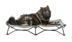 TRIXIE Camping-Bett für Hunde, 88 × 32 × 88 cm, beige/schwarz