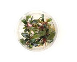 Bucephalandra sp. Serimbu 'braun' In-Vitro