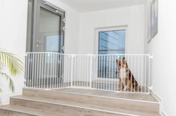 TRIXIE Absperrgitter, Metall, 5 Elemente, mit Tür, 62,5–300 × 76,5 cm