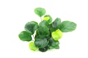 Vorschaubild Anubias barteri ´Coin Leaf´ Topf
