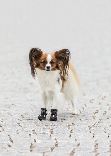 TRIXIE Pfotenschutz Walker Active XS Hundebekleidung