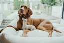 HUNTER Tirana Lama Hundespielzeug