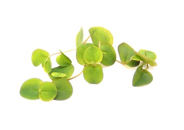 Phyllanthus fluitans In-Vitro