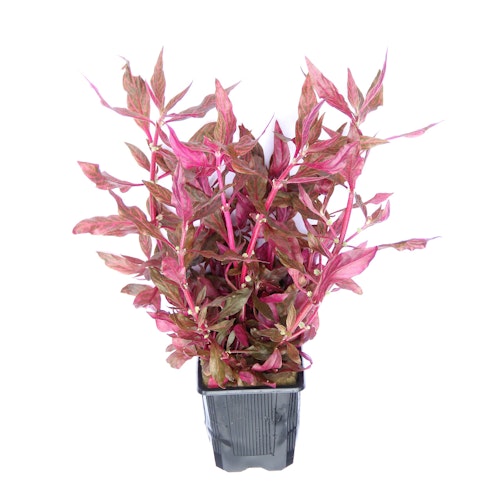 Alternanthera reineckii 'rubinrot'