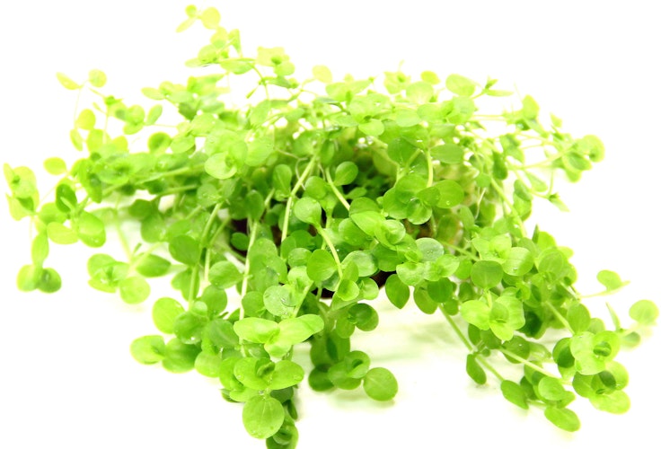 Micranthemum umbrosum Topf