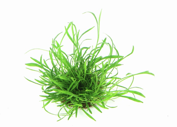 Lilaeopsis brasiliensis