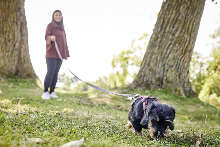 Wolters Schleppleine mit Handschlaufe schwarz