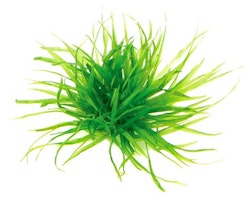 Blyxa japonica In-Vitro