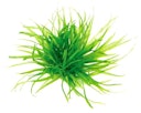 Vorschaubild Blyxa japonica In-Vitro