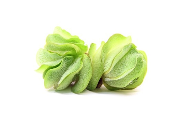 Salvinia auriculata In-Vitro