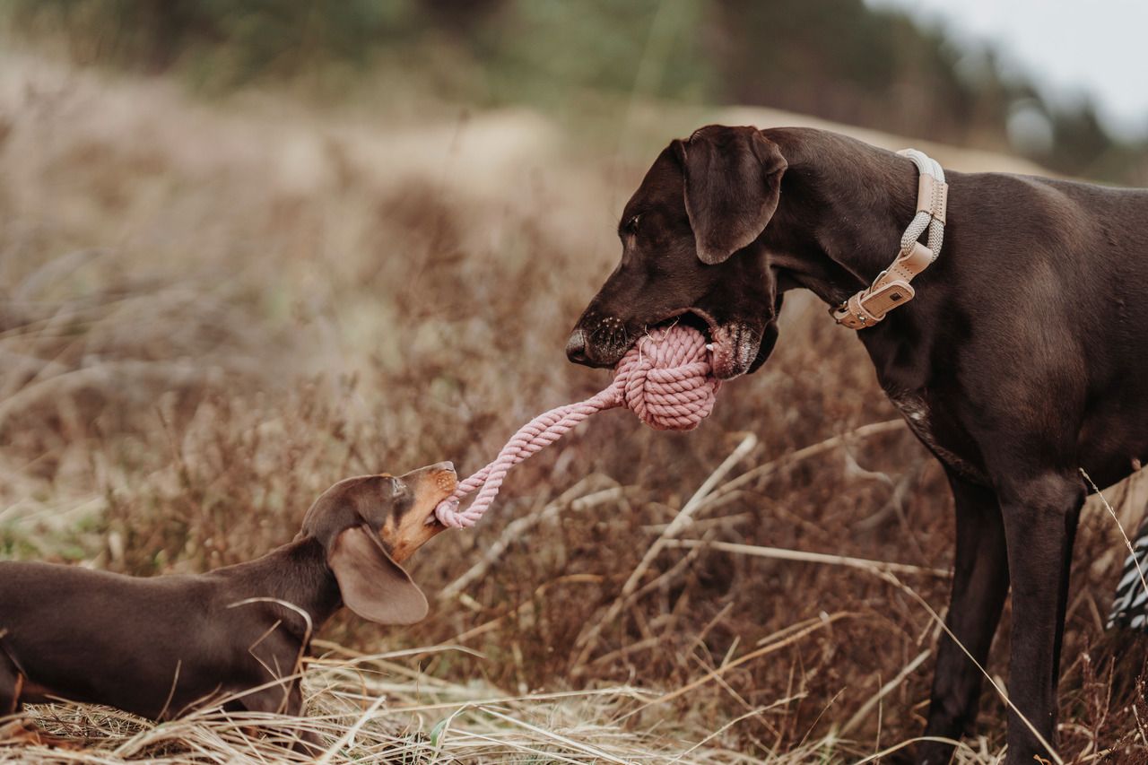 HUNTER Ball mit Schlaufe Inari pastellrot Hundespielzeug