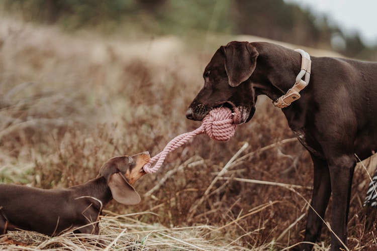 HUNTER Ball mit Schlaufe Inari pastellrot Hundespielzeug