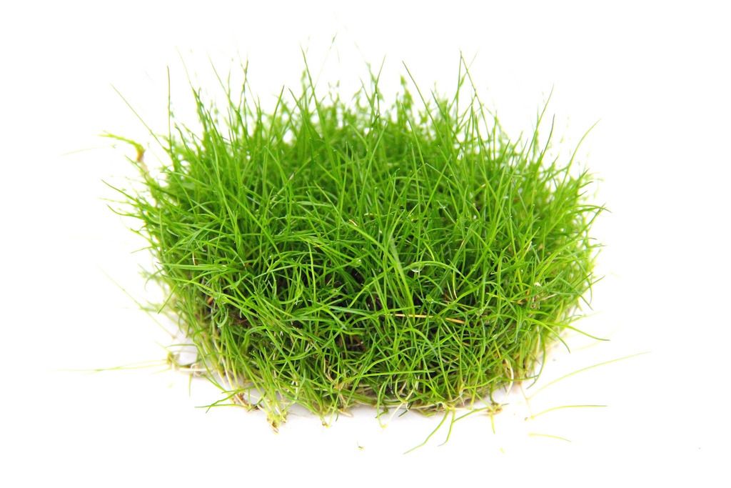Eleocharis acicularis pusilla In-Vitro