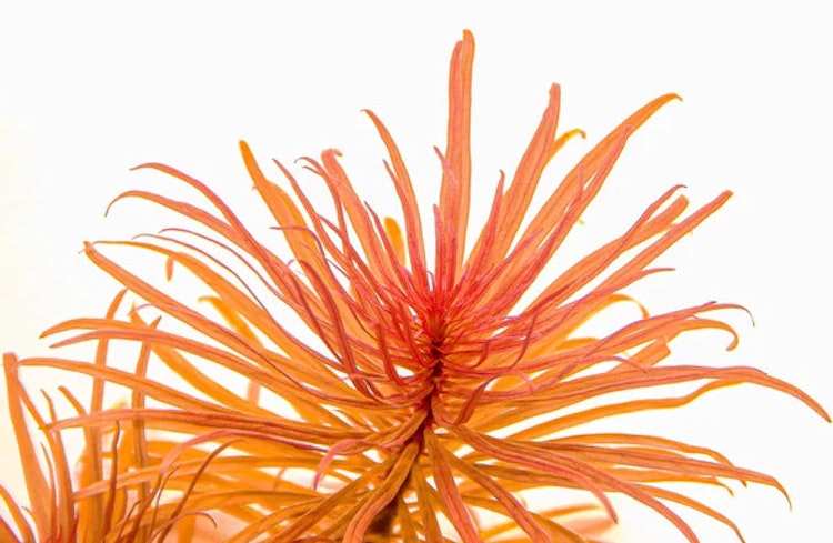 Ludwigia inclinata var. verticillata Topf