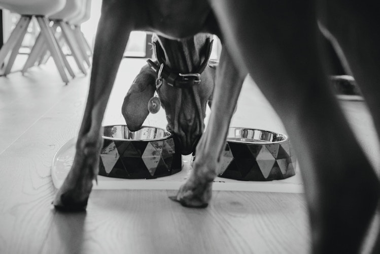 HUNTER Napfunterlage SELECTION