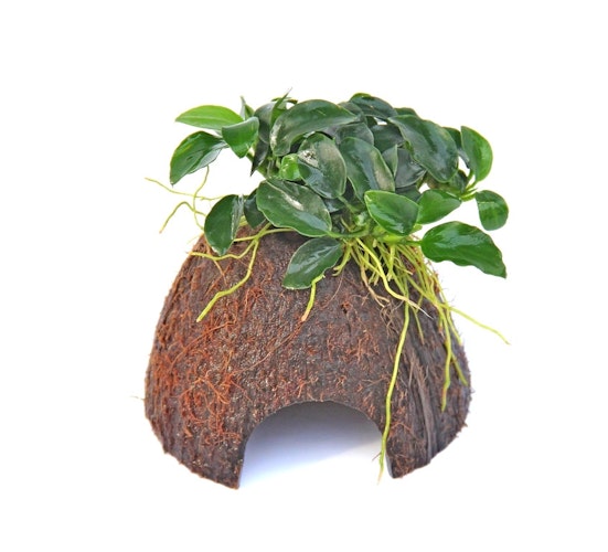 Anubias barteri var. nana 'Bonsai'