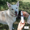 Vorschaubild Paws&Patch ÄNGSTLICHKEIT Blütenmischung 10g