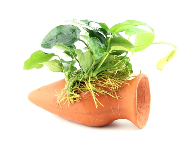 Anubias barteri var. Nana