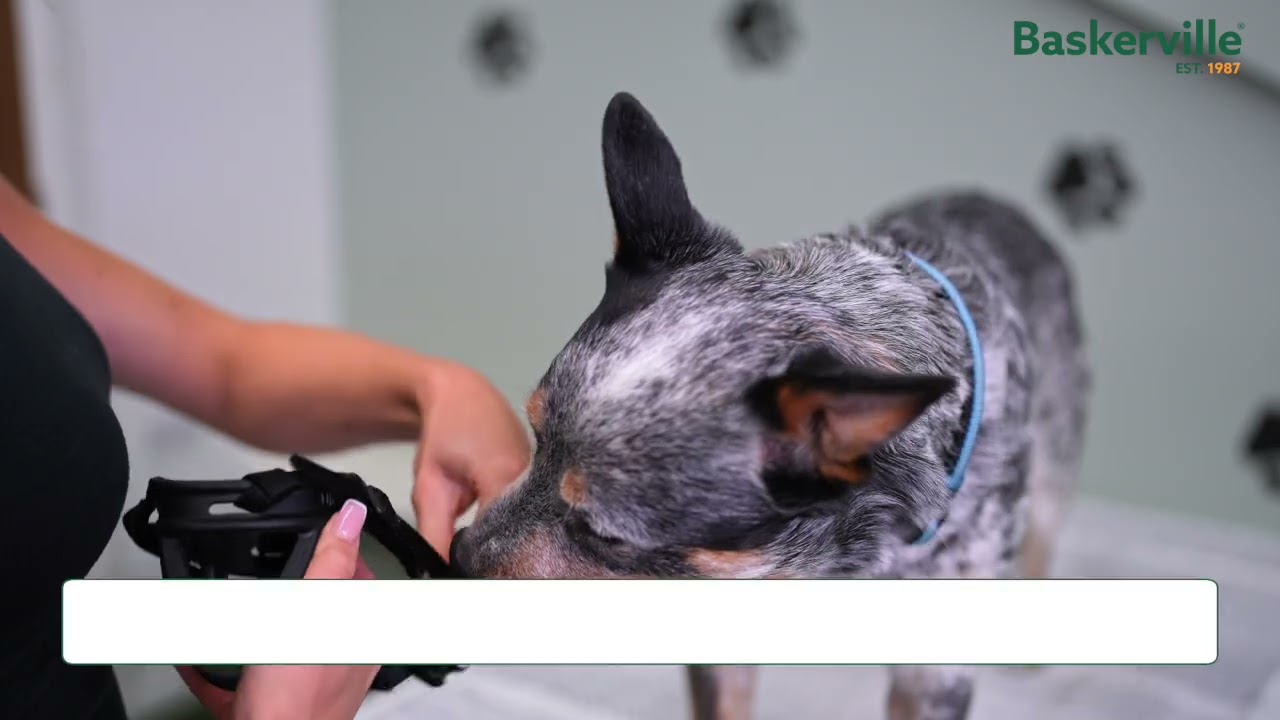 BASKERVILLE Maulkorb schwarz Hundetransport