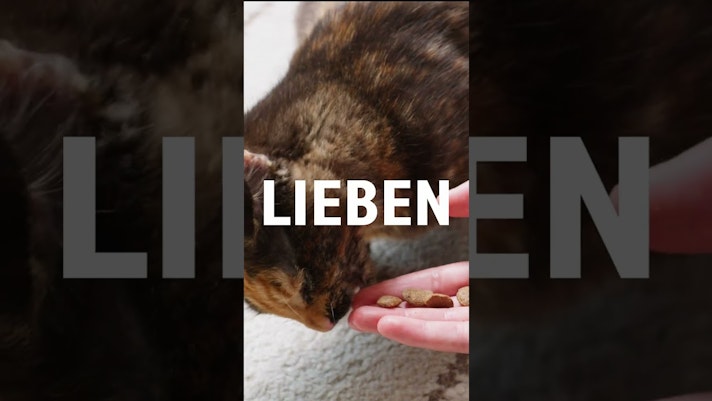 Vorschaubild Youtube-Video Vorschaubild Youtube-Video