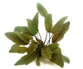 Cryptocoryne wendtii 'braun' TopfVorschaubild